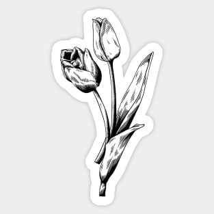 Tulips Sticker